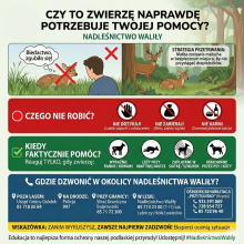 Kiedy pomagać zwierzętom - praktyczne wskazówki