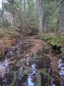 Światowy Dzień Mokradeł w Nadleśnictwie Waliły. Chronimy ponad tysiąc hektarów siedlisk bagiennych dzięki wsparciu z UE